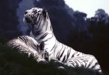tigers 1920x1200 wallpaper Art HD Wallpaper